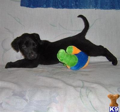 Labradoodle Puppies for Sale